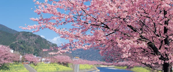 河津桜バスツアー1